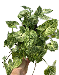 6" Syngonium Nephthytis Batik Pole